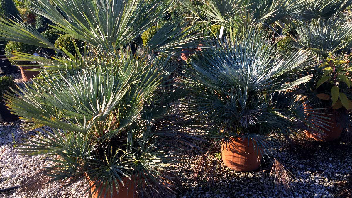 Chamaerops-humilis-Palmengewächse-Baumschule-Pistoia