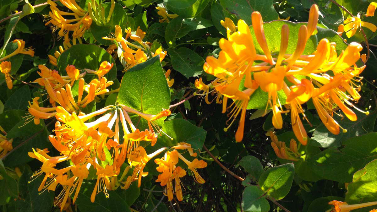 Lonicera-x-tellmanniana-Baumschule-Toscana