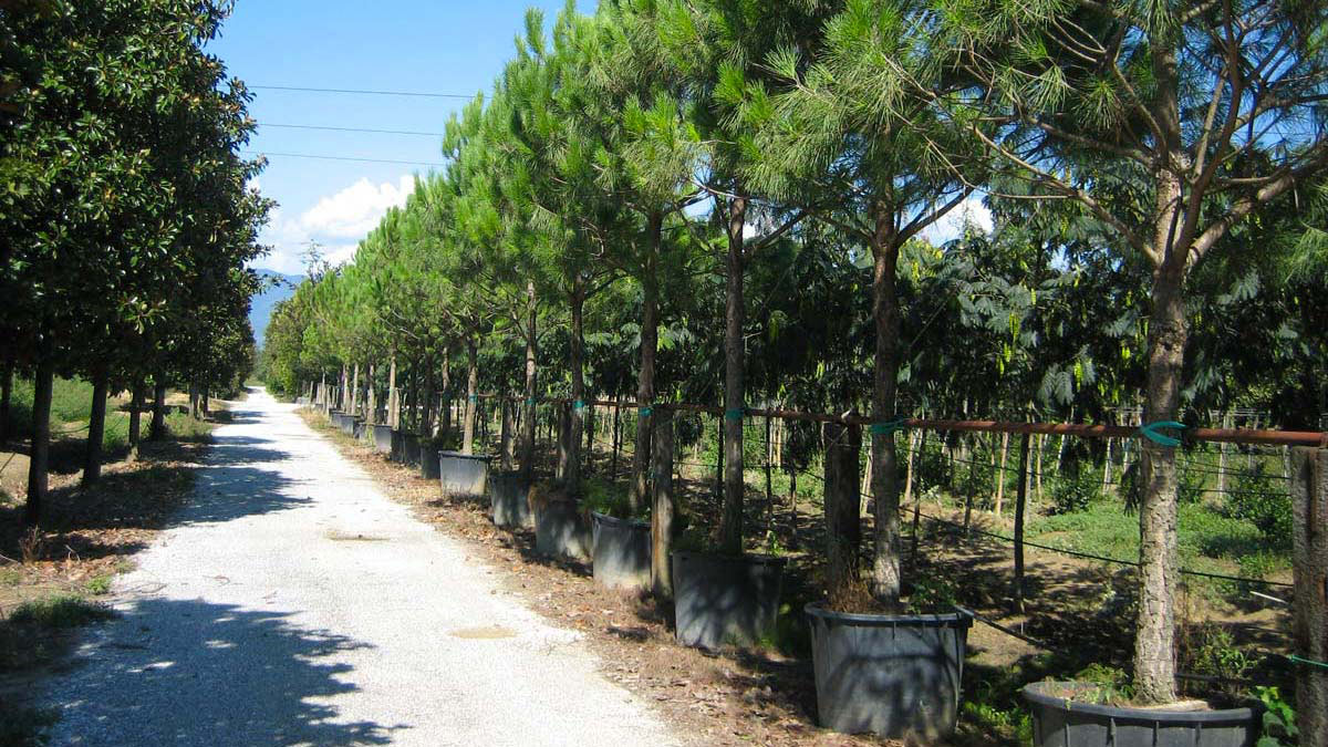 Pinus-pinea-Nadelbäume-Baumschule-Pistoia