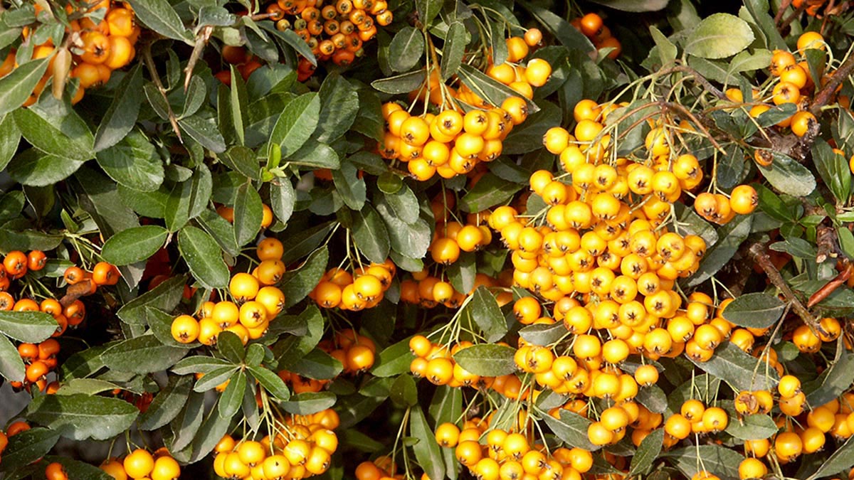 Pyracantha-Soleil-D'or-Exemplare