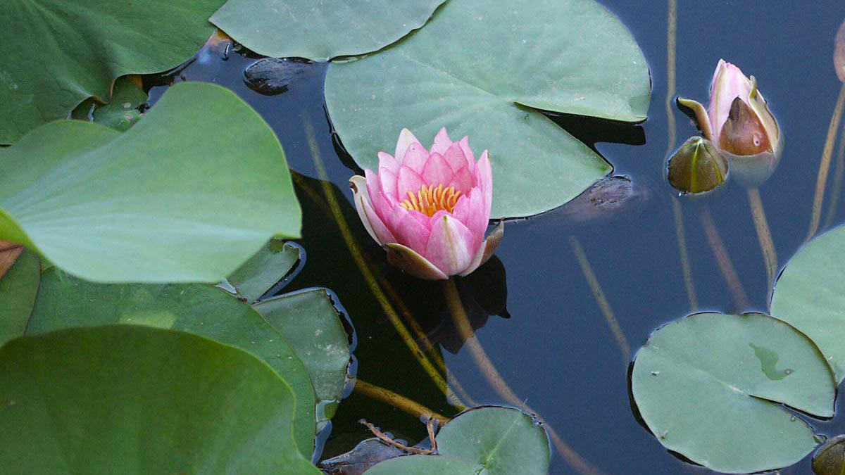 Ausdauernde-Pflanzen-blütentragende-Pflanzen-Wasserpflanzen-und-Grasgewächse