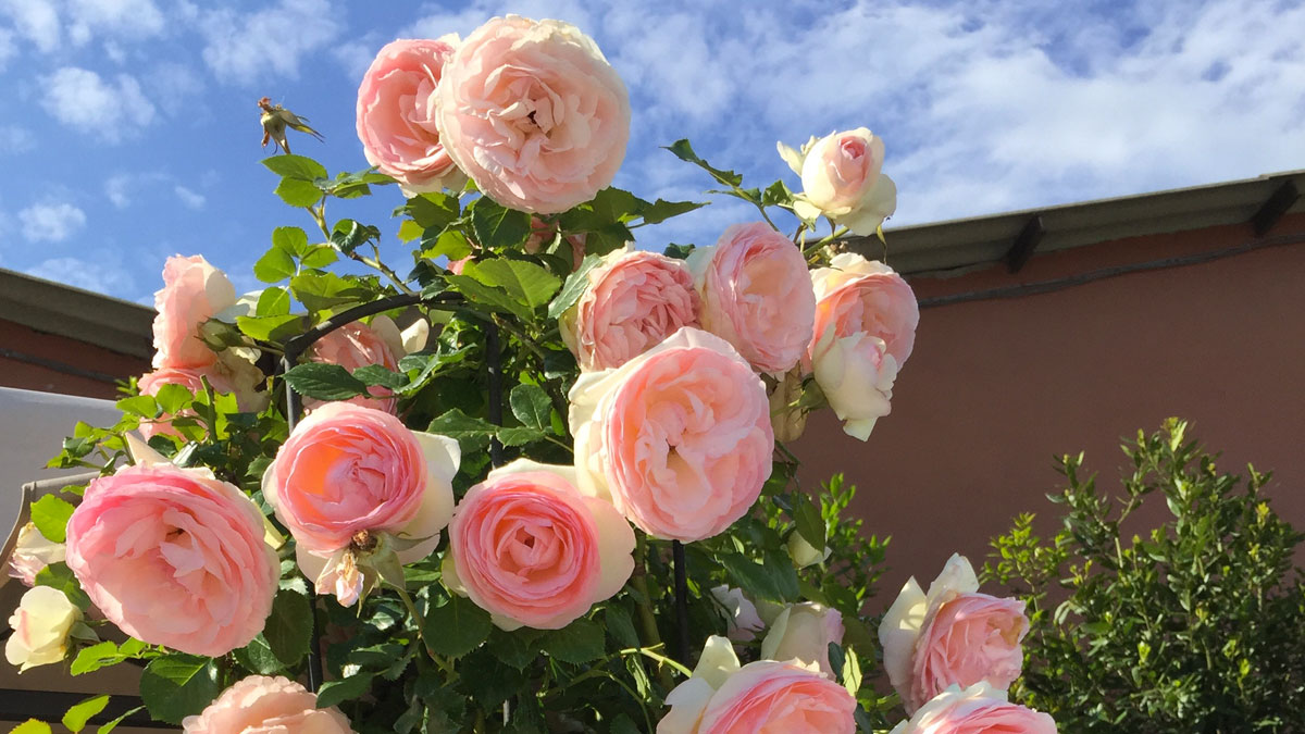 nursery-roses